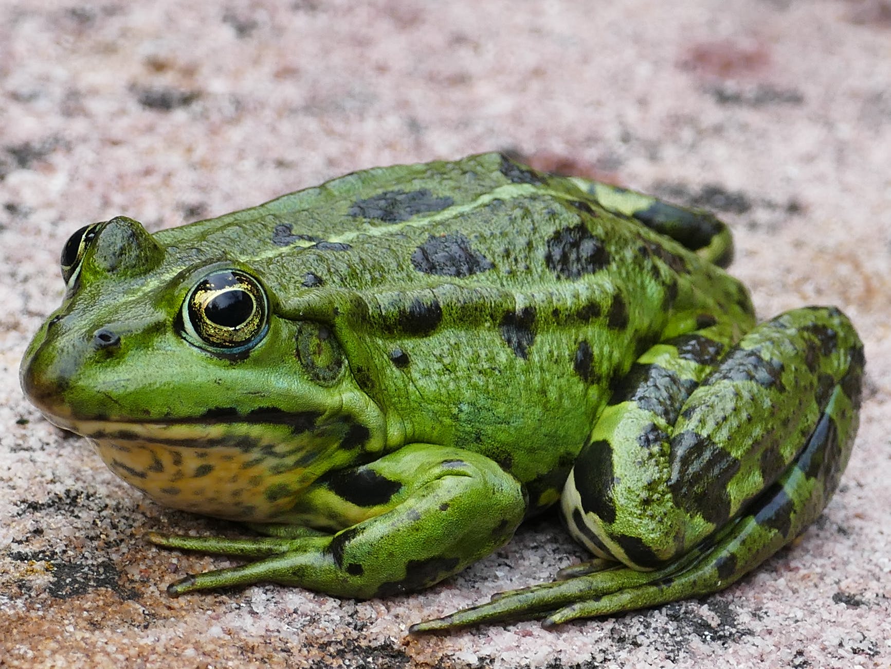 macro photography of a green frog
